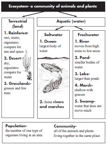 Animal Adaptations: Physical Adaptations: what an animal HAS as a body part to survive Camouflage- when animals blend into their habitat.