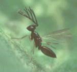 Indigenous Parasitoids of CLM Families: Eulophidae, Encyrtidae,