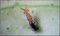 sp Sympiesis sp Horismenus sardus Closterocerus cinctpennis