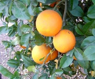 Florida Citrus Psyllids use buds and young shoots