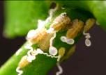 Individuals Foliar Applications Directed at Immatures on Young Flush: Effects on Psyllid and Ladybeetles, June 2006 Untreated Acetamiprid (Assail 30 SG, 7 oz/ac)