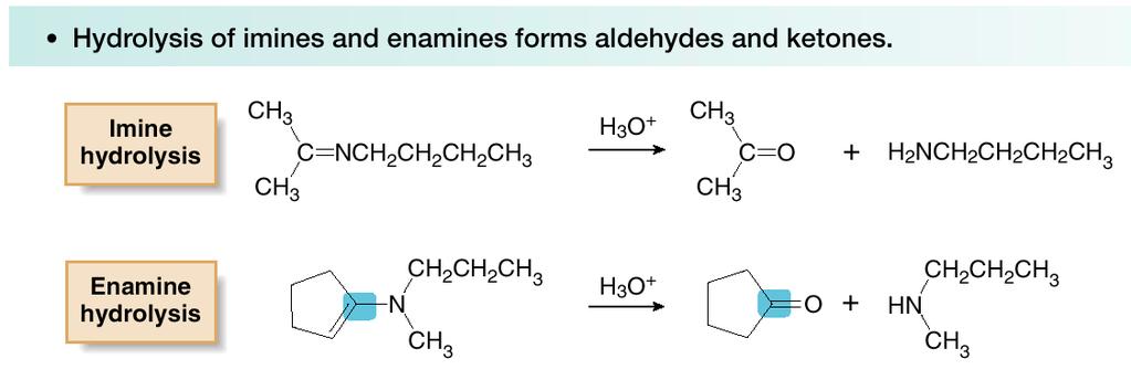 Imine and Enamine Hydrolysis Because imines and enamines are formed by a reversible set of reactions, both can be converted back to carbonyl