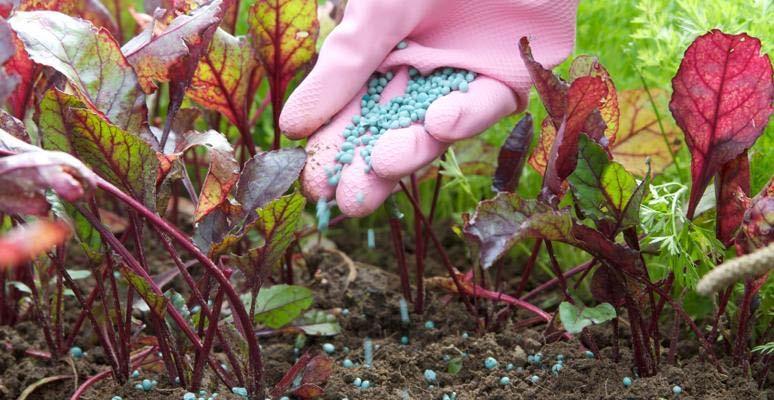 ECONOMIC BOTANY: Fertilizer Good soils provide most of the inorganic nutrients needed by a plant for its growth, but these nutrients eventually can be depleted--absorbed by plants and removed in the