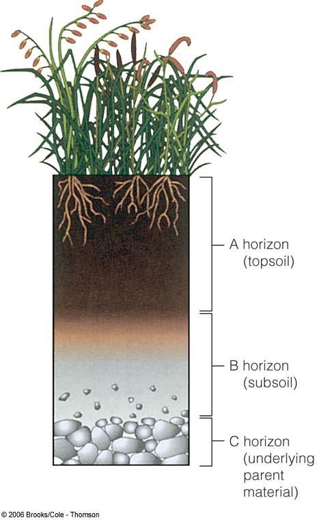 ECONOMIC BOTANY: Soils Soils vary greatly in their physical properties and chemical compositions, as well as in the organisms that live in them.