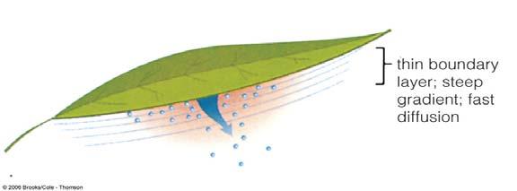 The difference means that there is strong tendency for diffusion of water vapor out of the leaf. This diffusion can occur if there is a pathway with reasonably low resistance.