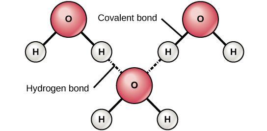 This makes a water molecule polar: δ- oxygen end δ+ hydrogen end Because water is a polar molecule, it can form hydrogen bonding with other water molecules: A hydrogen bond is formed when a δ+