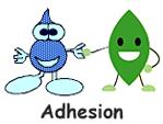 Capillary action- when adhesion of water molecules to a