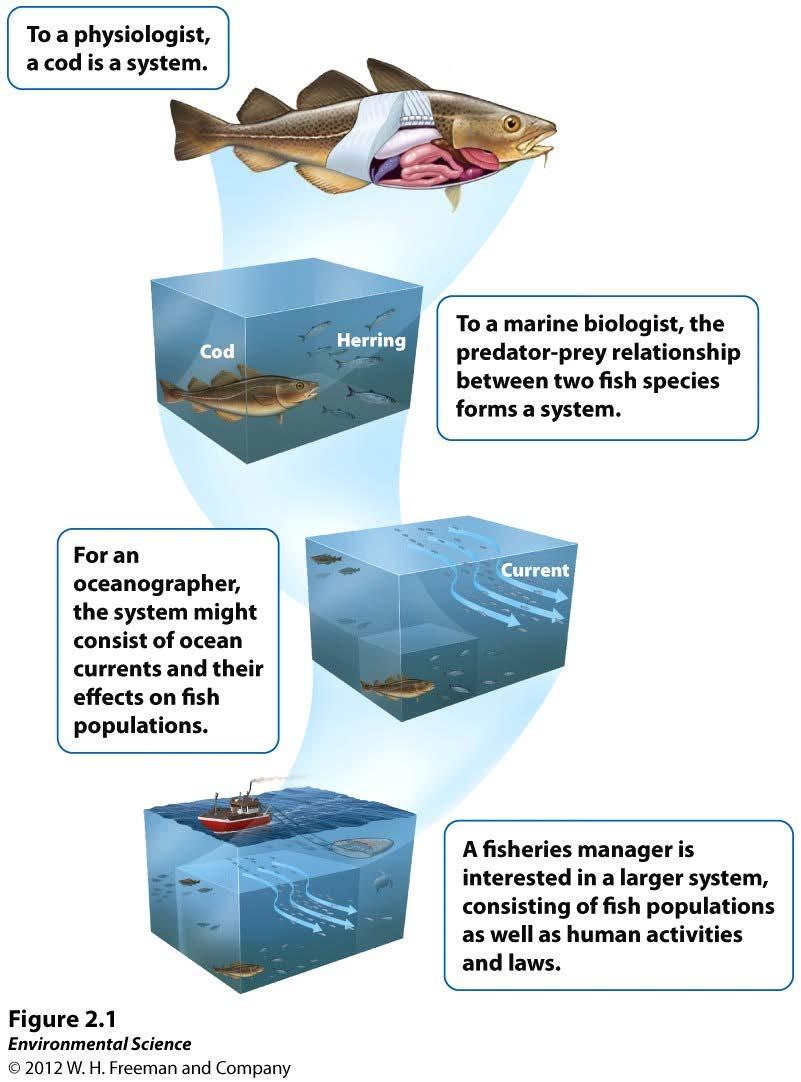 Fisheries of North Atlantic Example of a