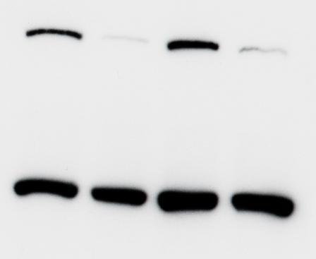 Blots shown are for MCF 10 cells infected with the lentiviral vectors for Ku70 (left) and Ku80 (right), and are compared with blots of plv cells transduced with an empty vector (mock-infected control