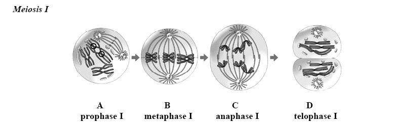 Telophase I Prophase II Metaphase II Anaphase II Telophase II