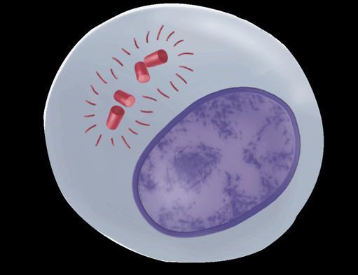 Cells undergo a round