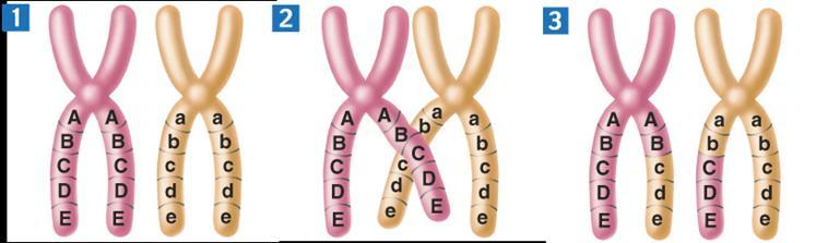 When homologous chromosomes form tetrads in meiosis I, they exchange portions of their