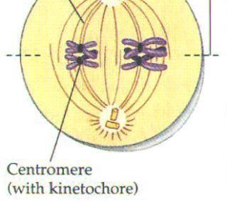 In Metaphase I (of Meiosis), the chromosome pairs are aligned on either side of the
