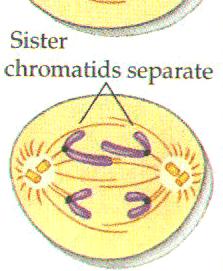 the chromosomes drawing the