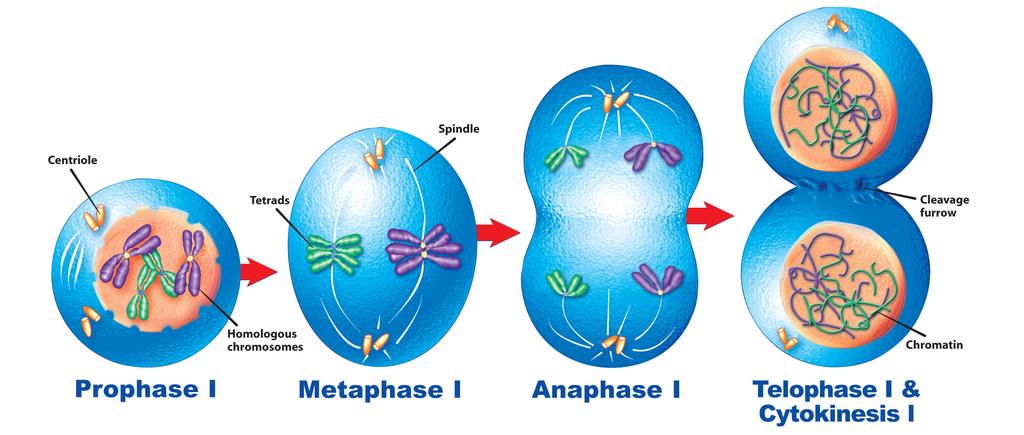 Meiosis Meiosis occurs in both plant and animal cells. It is commonly called reduction division.