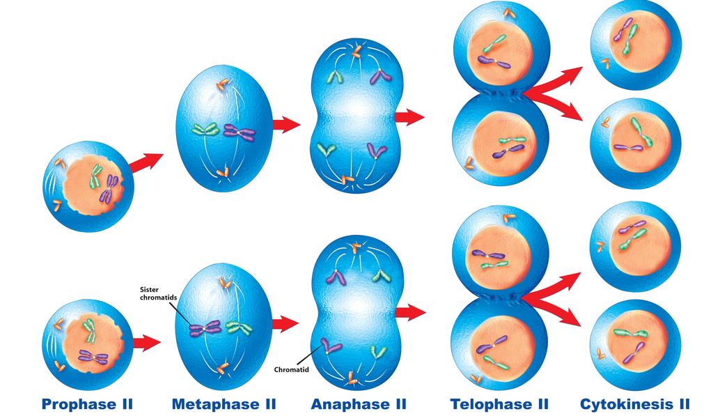 Figure 4. Stages of Meiosis II in animal cells Prophase II During Prophase II, the chromosome coil and the nuclear membrane disappears as each daughter cell prepares for division. See Figure 4.