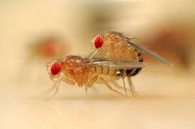 Chromosome Numbers Another example is Drosophila, the fruit fly.