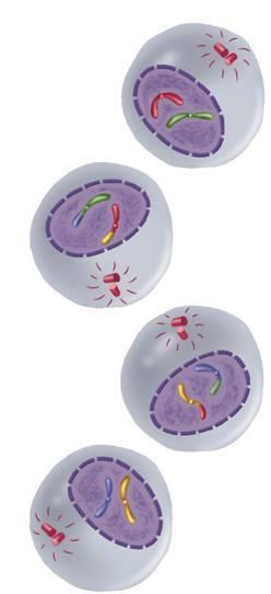 Phases of Meiosis Meiosis II results in four haploid (N) daughter cells.