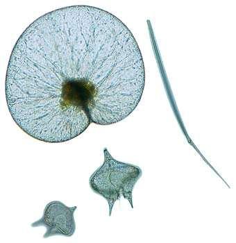 Chromalveolates - Alveolates Dinoflagellates