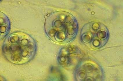 Chromalveolates - Stramenopiles Oomycetes - fuzzy, white growths (resemble fungi) - diploid - cell walls made