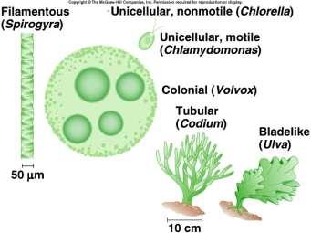 Archaeplastida Green Algae Green Algae - most diverse algae group - diverse range of habitats from oceans to the fur of sloths - unicellular, multicellular, filamentous, tubular, blade-like and