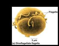 membrane The alveolates include Flagellum Alveoli