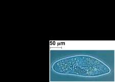humans to complete its life cycle Ciliates Use of cilia to move and feed Large