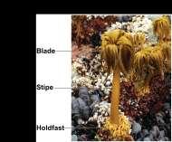 Brown algae Alternation of generations Largest and most complex algae All are multicellular, and
