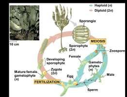 have evolved among the multicellular algae The most complex life cycles include an alternation of