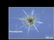 endosymbiotic algae Radiolarians Marine protists called radiolarians have tests fused into one