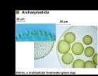 through phagocytosis Red algae and green algae are the closest relatives of land plants Red algae