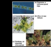 chlorophytes and charophyceans Charophytes are most closely related to land plants Most