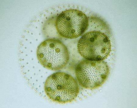 Plantlike Protists Better known as algae Autotrophs-photosynthesize