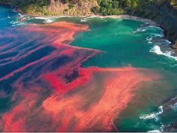 Red tide -describe the brownish or reddish coloration of waters that sometimes occurs in oceans, rivers, or lakes due to dinoflagellates.