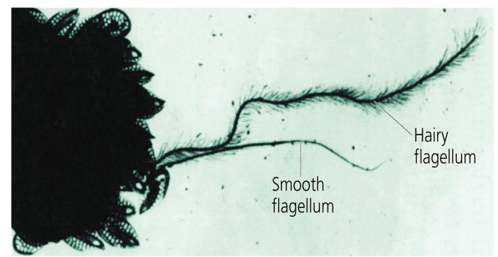Diatoms, Golden & Brown Algae 16 Supergroup Chromalveolata Clade