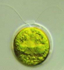 Archaeplastids: Green Algae (Chlorophyta) 7,000 species, most diverse Protista after diatoms. Shared common ancestry with plants.