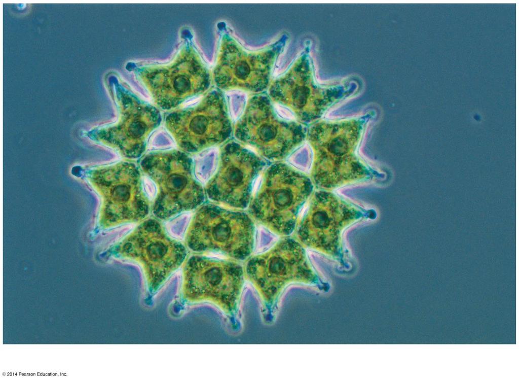 Primary Nucleus Heterotrophic 1 2 3 One of these membranes was lost in red and green algal descendants.