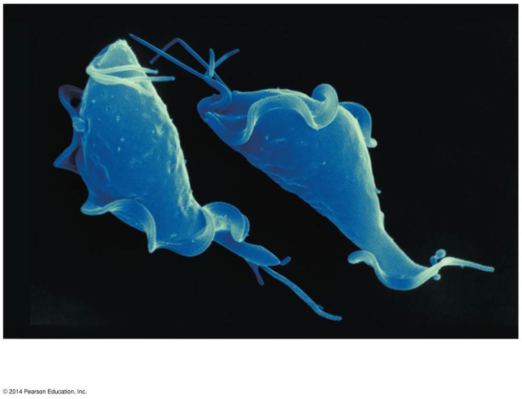 Stramenopiles Alveo- Rhiza- lates rians Diplomonads Parabasalids Euglenozoans Diatoms Brown algae