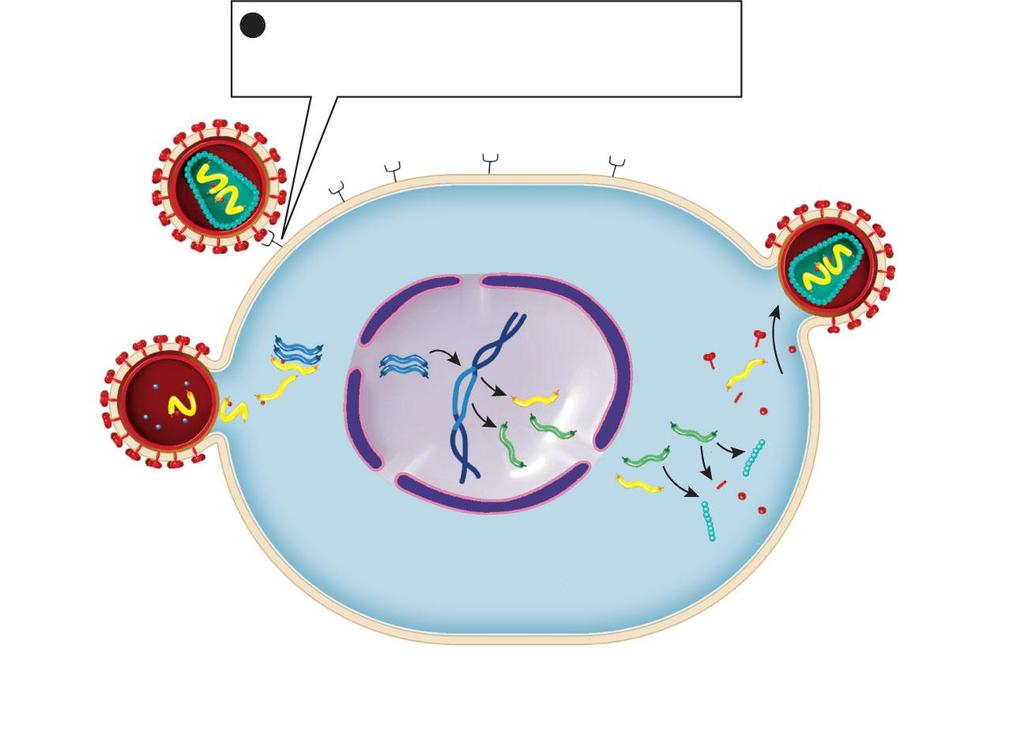 Figure E19-2 How viruses replicate Step 2 envelope coat core RNA reverse transcriptase 1 A virus attaches to a receptor on the host's plasma
