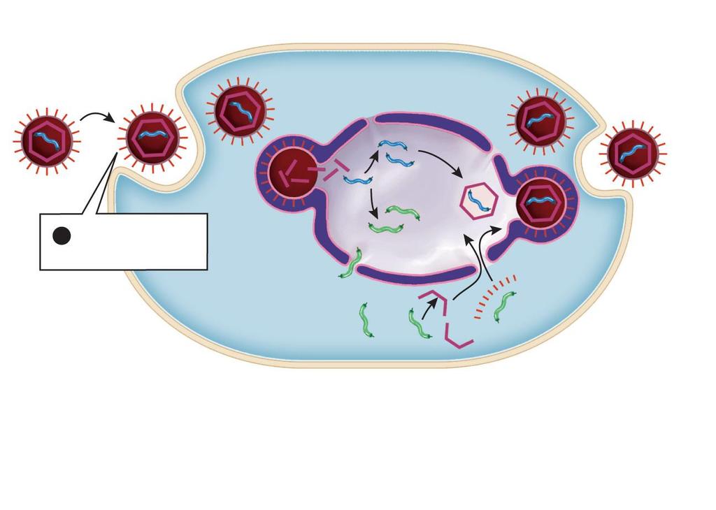 Figure E19-2 How viruses replicate Step 8 envelope coat (cytoplasm) DNA DNA 1 A virus enters a