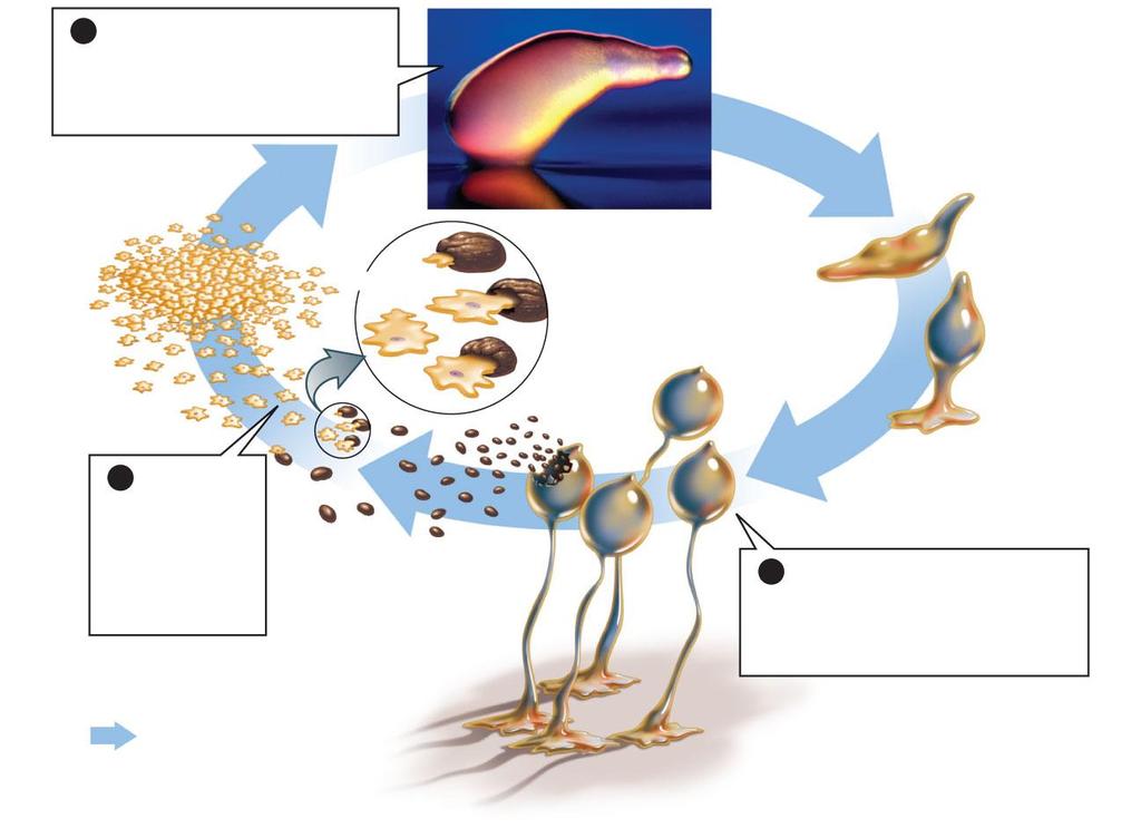 Figure 20-18 The life cycle of a cellular slime mold 1 When food becomes scarce, cells aggregate into a slug-like mass called a pseudoplasmodium nucleus fruiting bodies 3