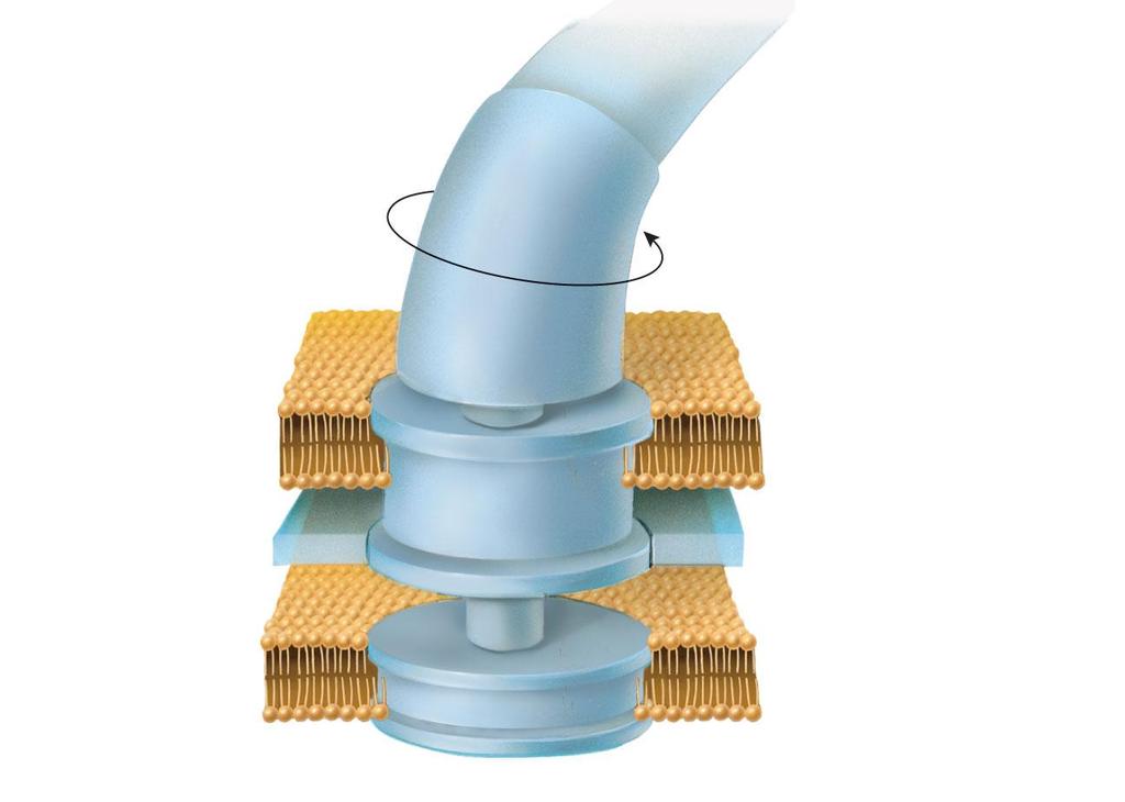 Figure 19-2b The structure of the bacterial flagellum cell wall wheelandaxle base outer