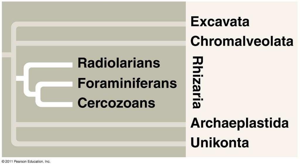 E. Rhizaria Grouped by DNA similarity Mostly