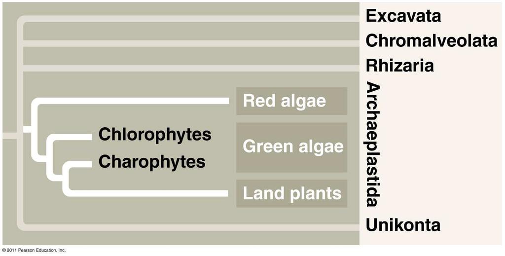 F. Archaeplastida Well defined group Group containing kingdom Plantae 1.