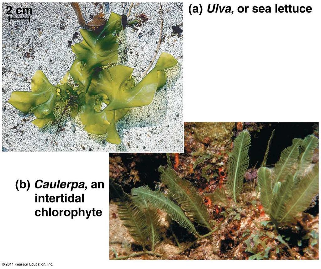 2. Green Algae (Chlorophyta) three membrane chloroplast often multicellular