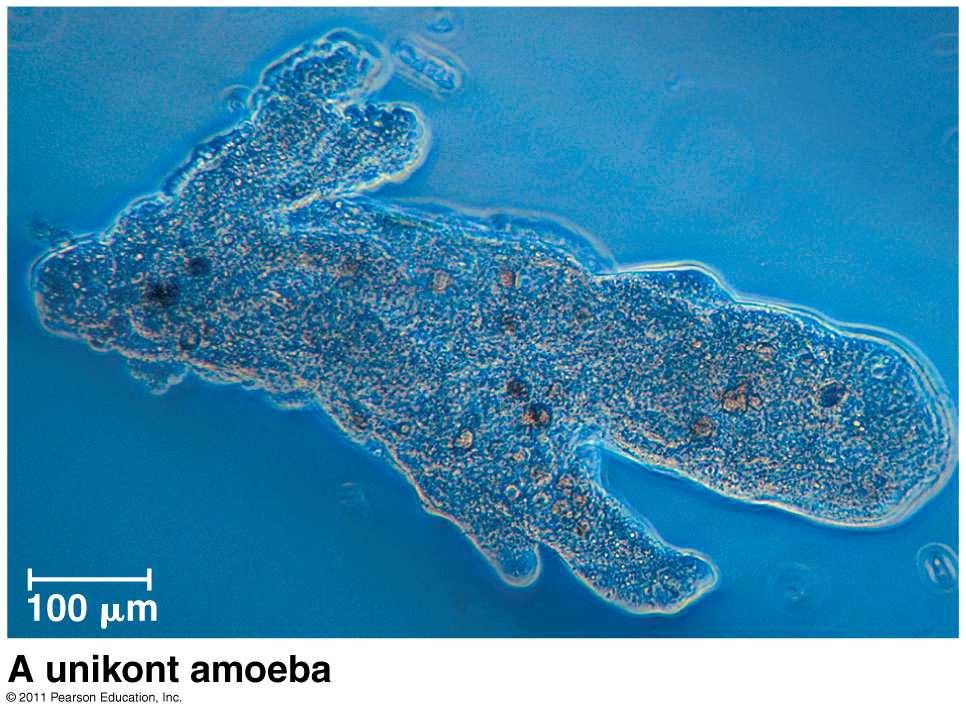 1. Amoebozoa lobe and tube-shaped pseudopodia a.