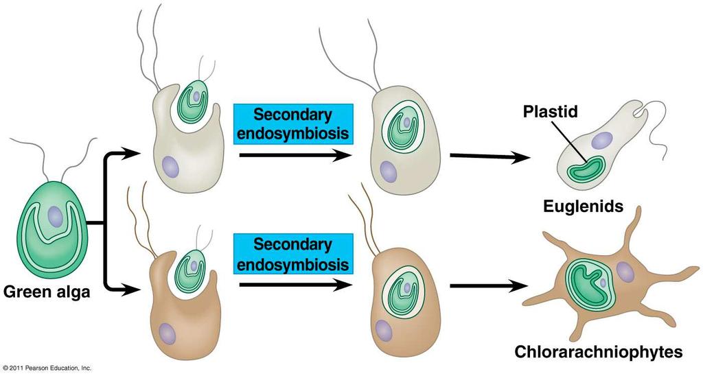 Second cyanobacterium Ancestor of chloroplasts red and green algae double membrane chloroplast Secondary endosymbioses Protists