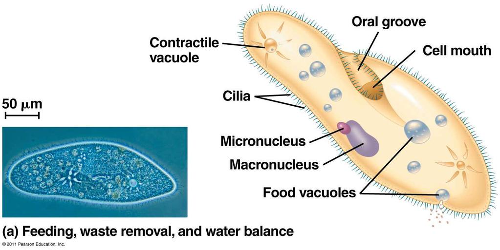 c. Ciliates (Ciliophora) Defined by presence of cilia Use cilia to move