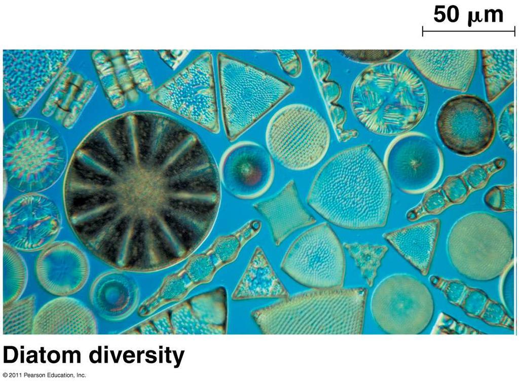 a. Diatoms (Bacillariophyceae) Defined by silica (SiO 2 ) cell wall Provides protection from predators Major producers in aquatic systems Flagella only on male gamete b.