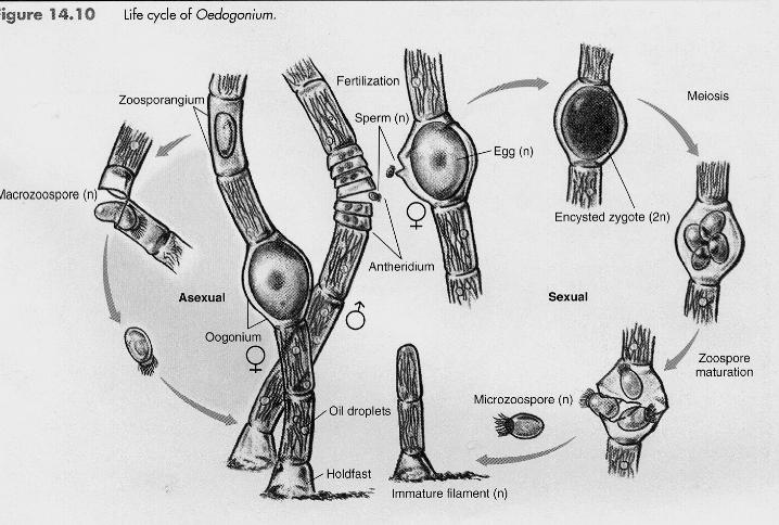 Cycle Oedogonium life cycle Anisogamous Meiosis leads to production of zoospores